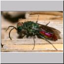 Chrysis ignita - Goldwespe 06b.jpg